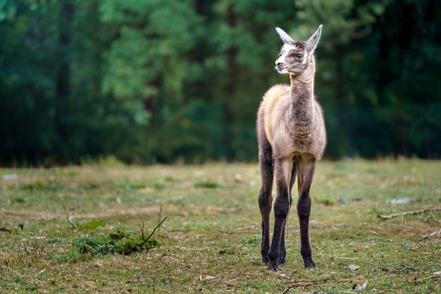 Llama