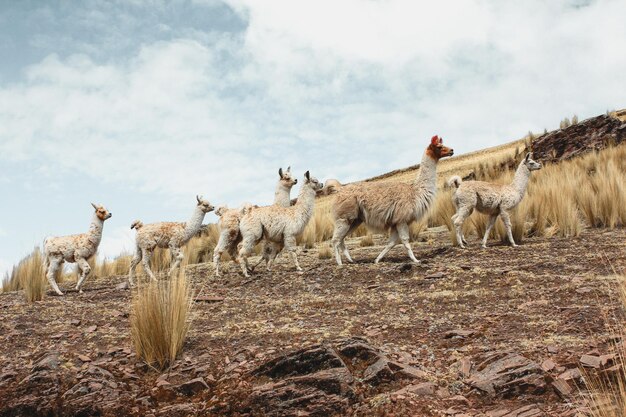 Photo llamas in the andes