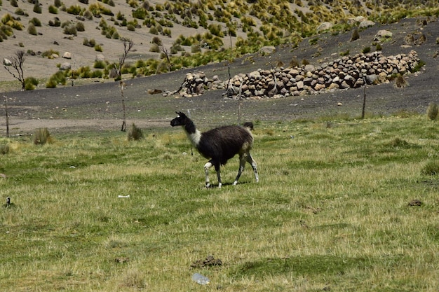 Llamas in front of snow covered vulcano on andean altiplano landscape in Sajama National Park Bolivia