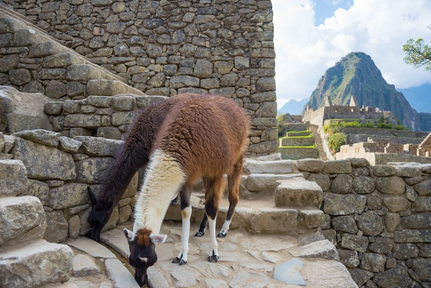 Lama a machu picchu, perù, destinazione di viaggio principale in sud america.