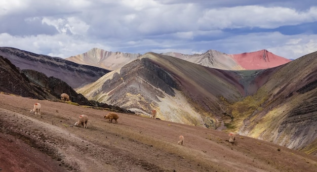 ламы в радужных горах Палькойо в Куско, Перу. Красочный пейзаж в Андах