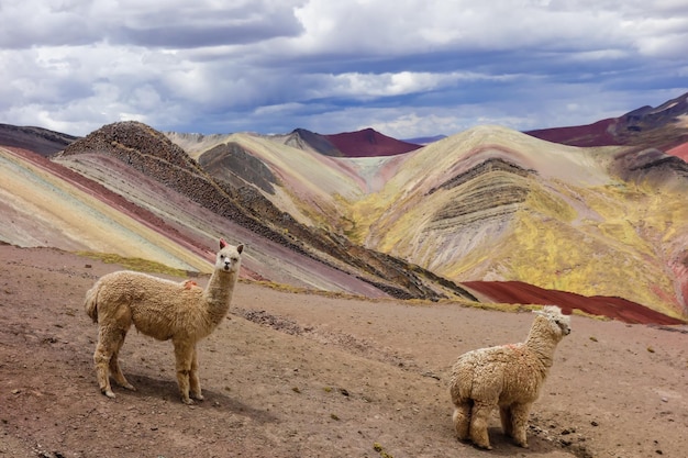 Foto lama nelle montagne arcobaleno di palccoyo, a cusco, in perù. paesaggio colorato nelle ande