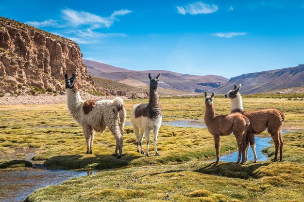 写真 山を背景に草原に立っているラマ