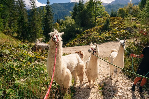 Lama sul percorso di trekking dal bellissimo paesaggio naturale delle dolomiti, in italia