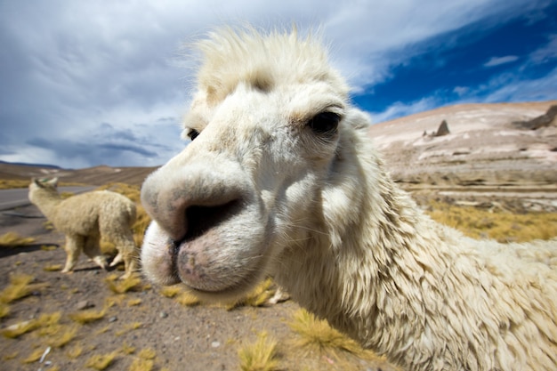 Photo llamas in the wild