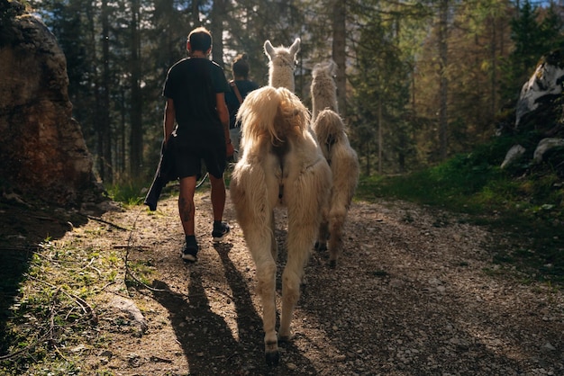 llamas with tourists in alpine village dolomites italy sep 2021