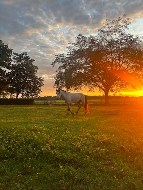 Llanos orientales