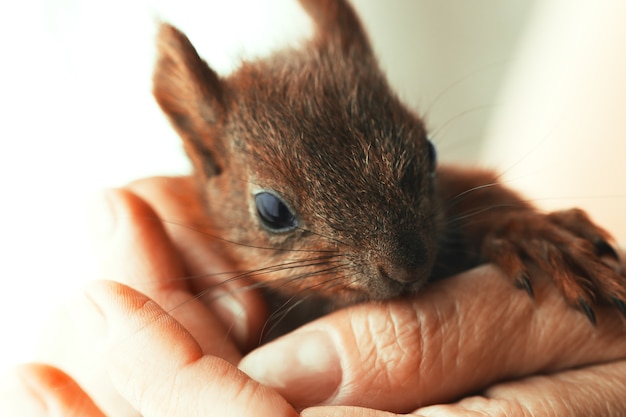 Llittle eekhoorn zittend in een hand