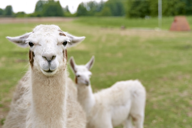 Lllama-dieren in de wilde natuur van het platteland. Fauna in Zuid-Amerika. . Hoge kwaliteit 4k-beeldmateriaal