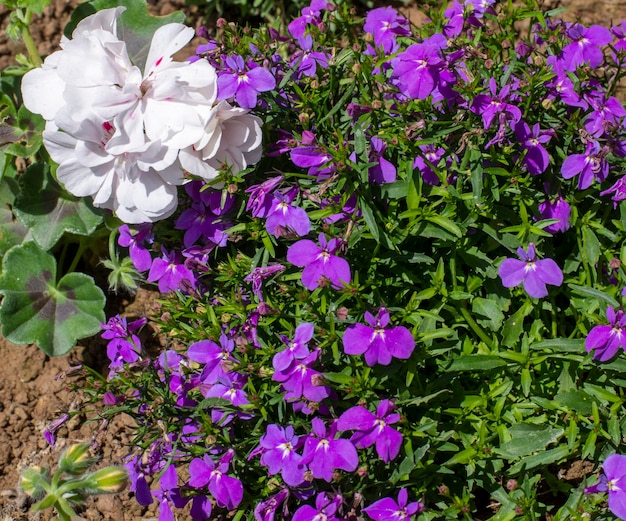 Lobelia erinus bloeit in een bloembed