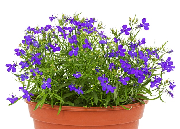 Lobelia erinus flower isolated on white background