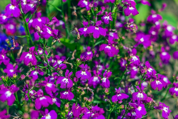 Lobelia erinus long-stemmed is perennial herb, Small purple flowers.