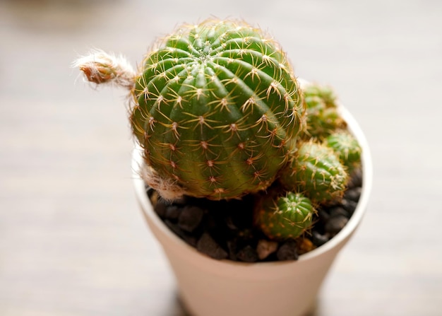 Lobivia cactus in the pot