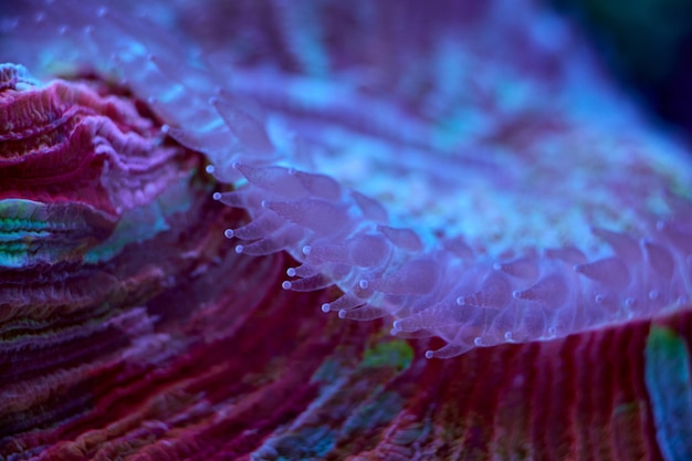 Photo lobophyllia close up sea coral and sea animals