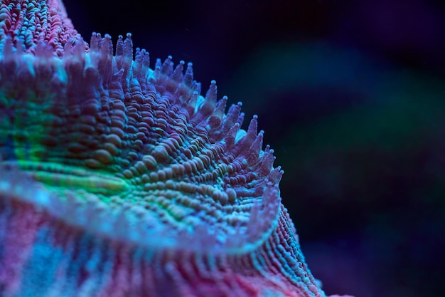 Lobophyllia close-up zeekoraal en zeedieren