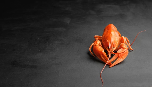 Lobster on black background top view