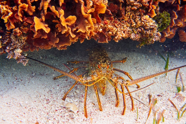 Lobster in Great Mayan Reef at Riviera Maya