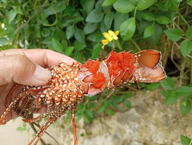 Lobster langosta with eggs under belly presented by hand of fisherman