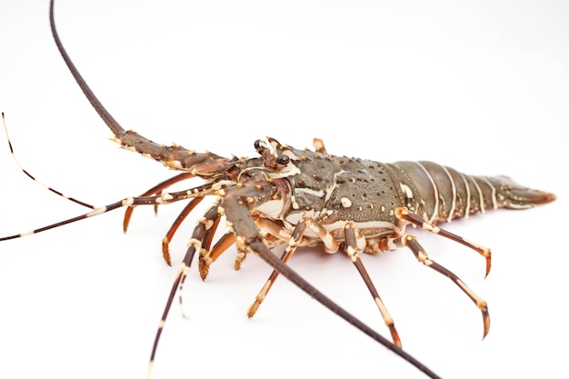 lobster  with white background isolated 