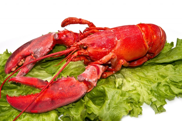 Lobster