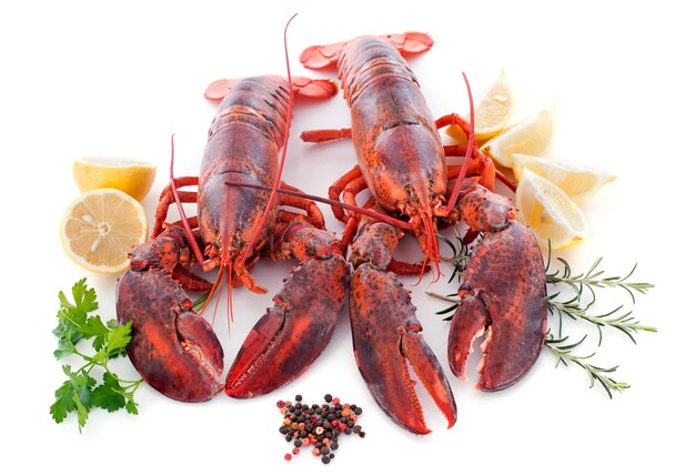 lobsters