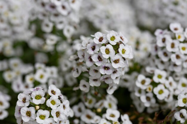 Lobularia maritima 꽃 syn Alyssum maritimum 일반 이름 sweet alyssum 또는 sweet alison 일반적으로 groundcover로 사용되는 식물