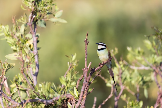 The Local bird is sitting on a branch in Kenya