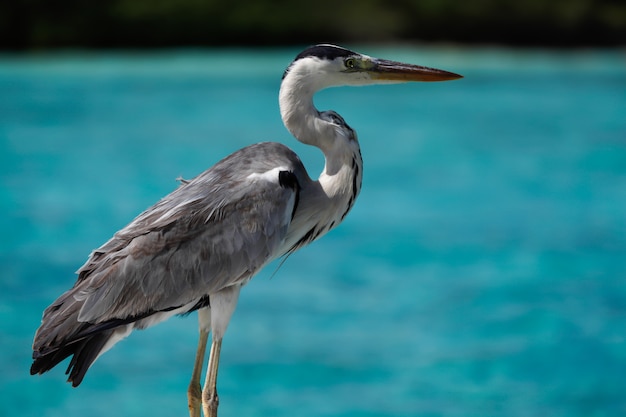 Uccello locale sull'isola che sta vicino all'acqua