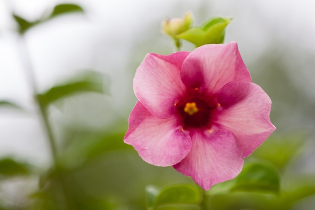 Fiori esotici locali molto colorati e belli