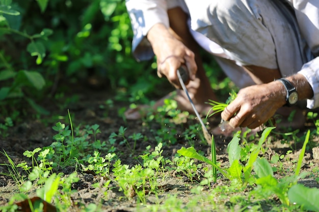 Местный фермер, садоводство или концепция экологии