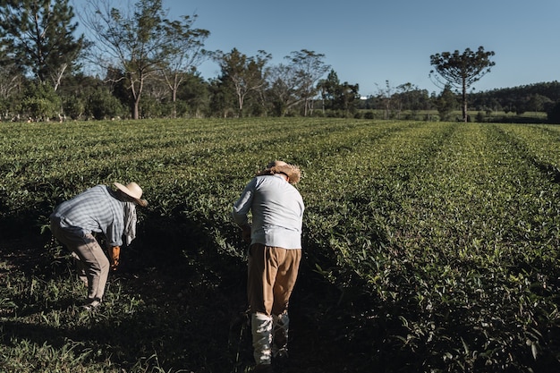 Foto agricoltori locali al lavoro in una piantagione di tè.