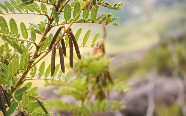 Photo local flora - small bushes with brown legume loment shells, most of it endemic to madagascar growing in andringitra national park as seen during trek to peak boby.