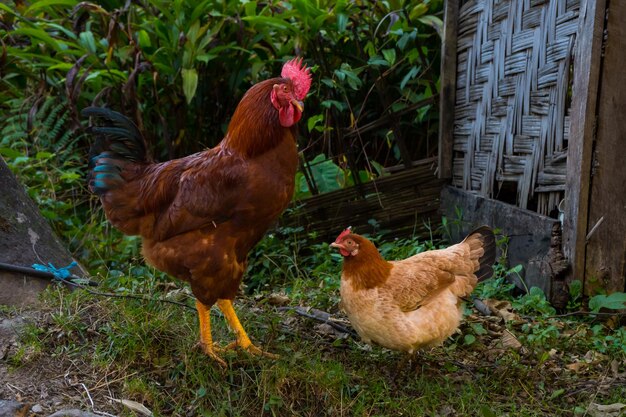 ネパール の ヒマラヤ の 村 の 有機 農場 で 自由 に 飼育 さ れ て いる 地元 の 