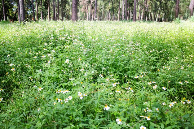 Местное поле с зеленой травой в общественном парке