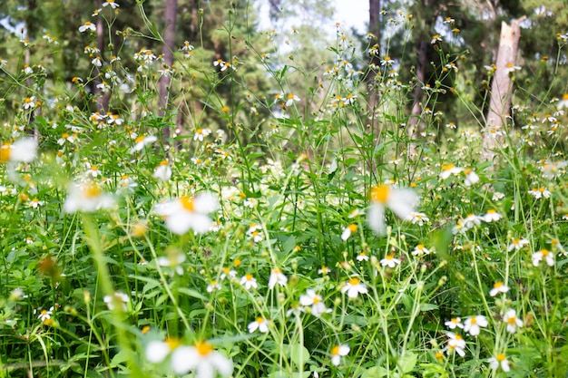 Local green grass field in public park