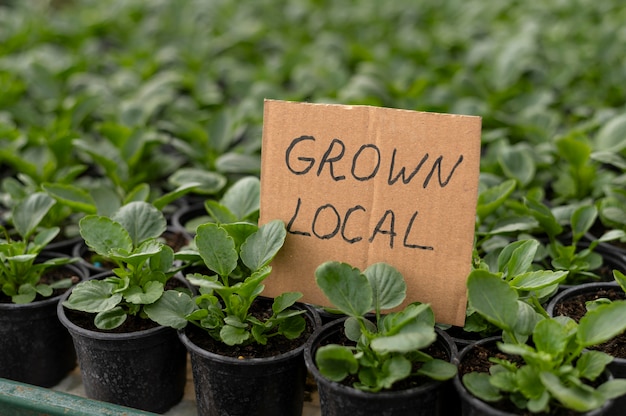 Local grown plants in pots