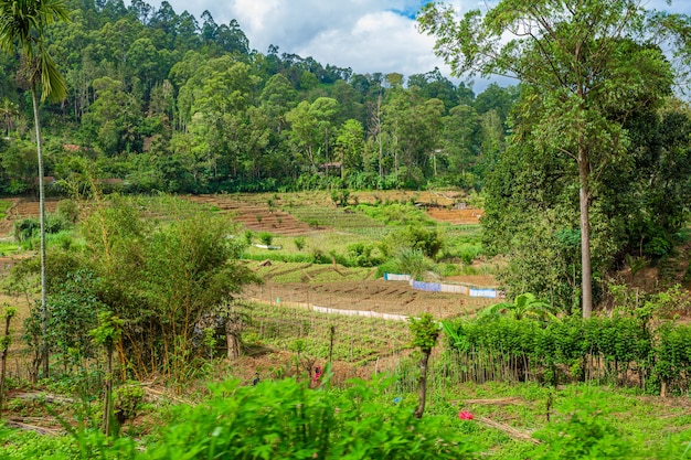 Local household in Sri Lanka. A green vegetable garden with even beds.