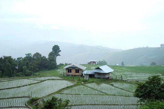 Local hut and homestay village on terraced Paddy rice fields on mountain in the countryside