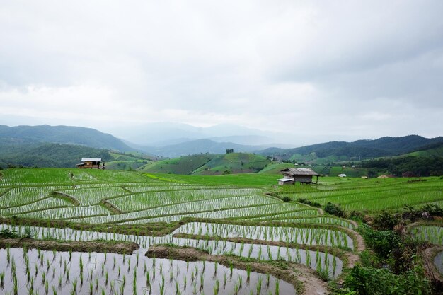 タイの山のパディ・ライス畑にある地元の小屋とホームステイ村