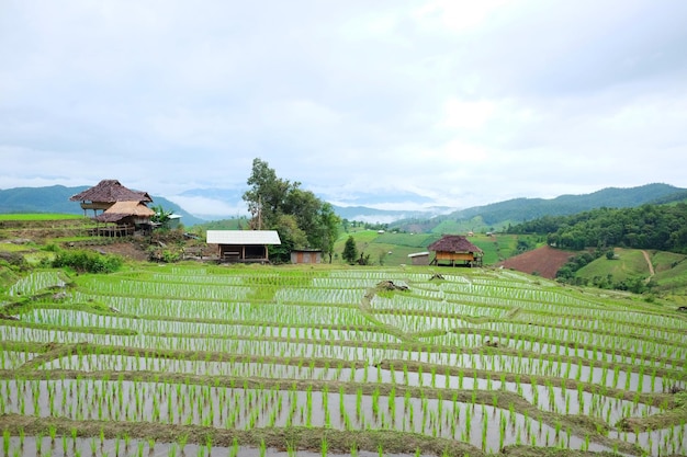 タイの山のパディ・ライス・フィールドにある地元の小屋とホームステイ・ビレッジ