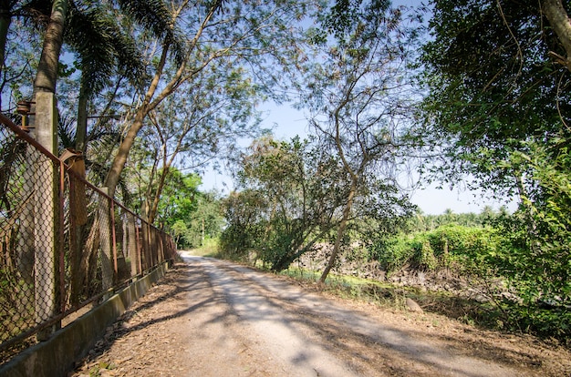 Strada locale tra la foresta nella giungla nel periodo estivo