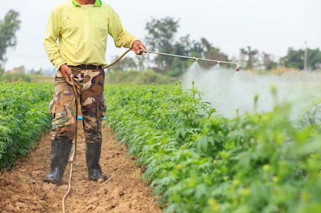 Local Thai farmer or gardener spraying chemical 