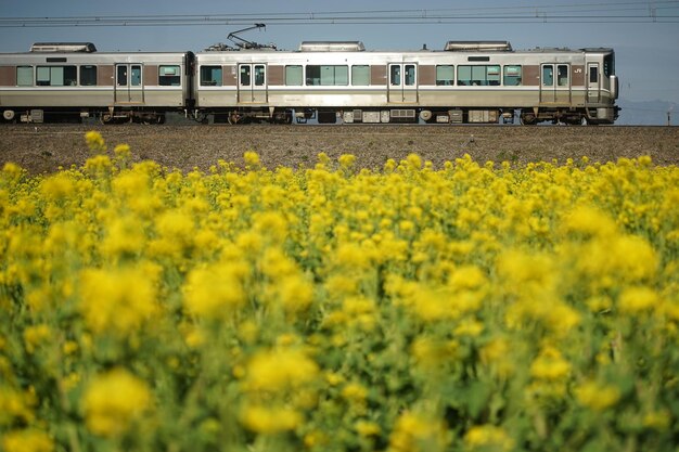A local train running biwako line at canola flower season
