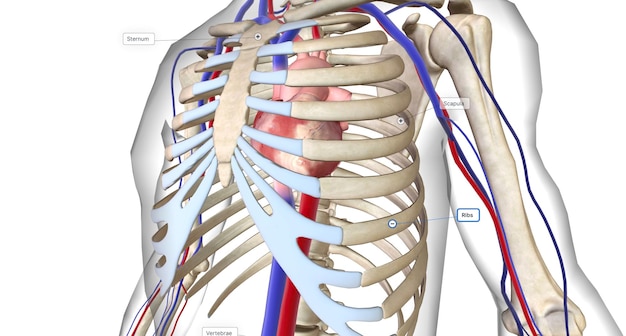 The Location of Bone Marrow