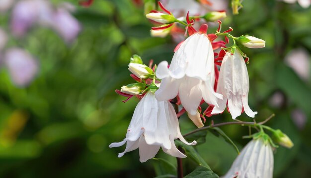 Lochroma Coccinea bells blurred closeup of summer flowers