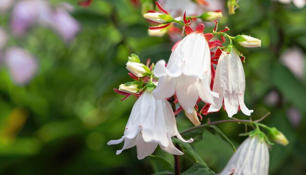 Photo lochroma coccinea bells blurred closeup of summer flowers