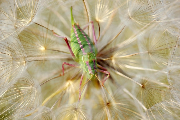 Locust in dandelion