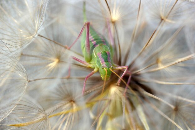 Photo locust in dandelion