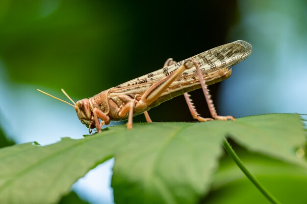 Premium Photo | Locust from side eating a leaf, animal macro