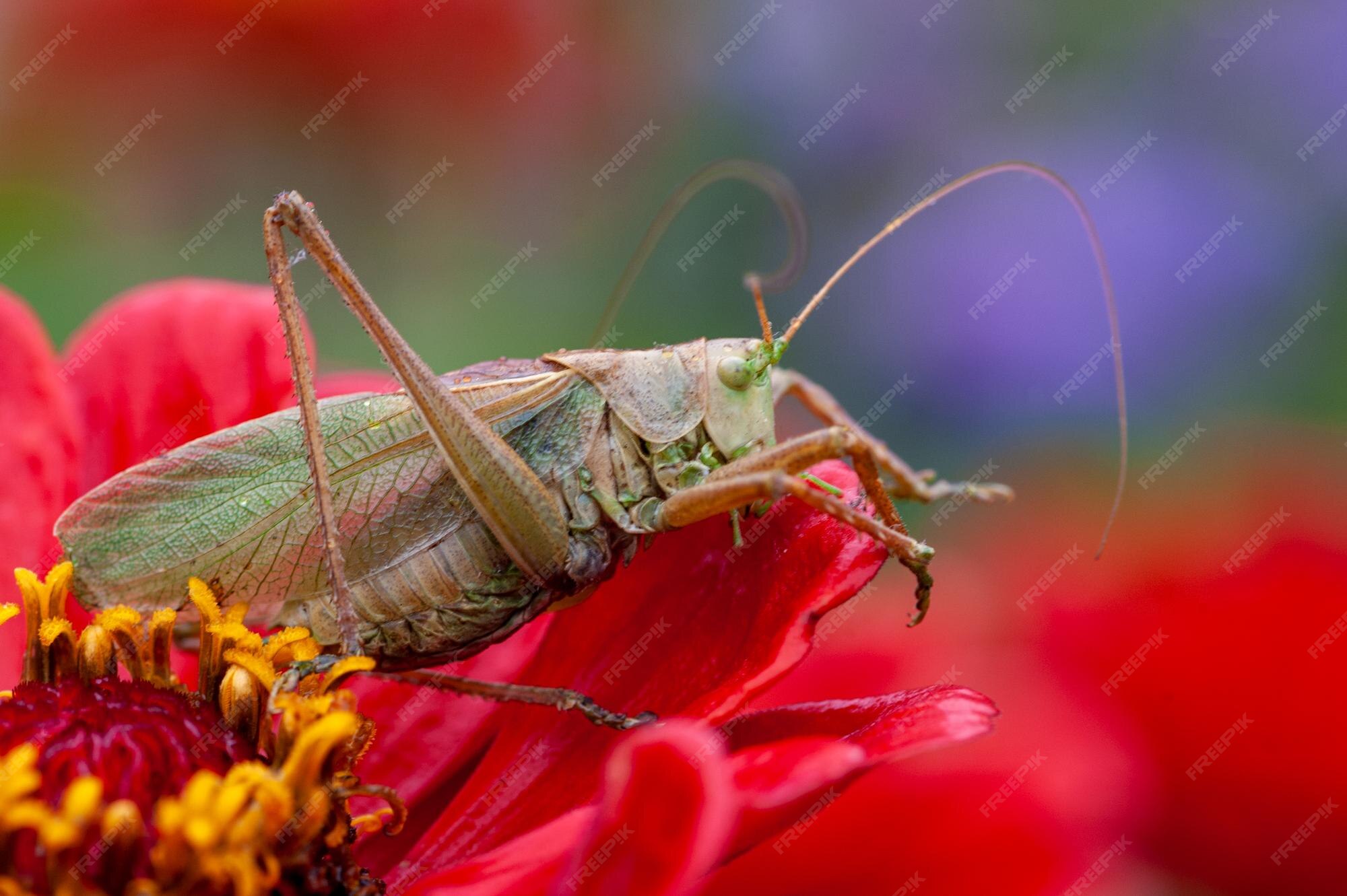 Premium Photo Locust grass hopper a differential hanging